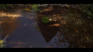 Woods Part of When - Noe Venable