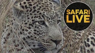 safariLIVE - Sunrise Safari - June 26, 2018