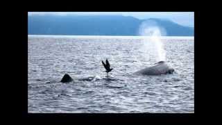 preview picture of video 'Kaikoura 2014 - Through the eye of a lens'