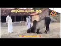 Maveeran J Guru Mass Vanniyar WhatsApp Status Tamil Jallikattu WhatsApp Status Maveeran Birthday