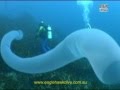 Giant Pyrosome and Salps - pelagic sea squirts