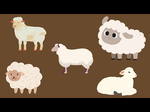 Ovelhas Berrando - Rebanho de Ovelhas - Som da Ovelha no campo