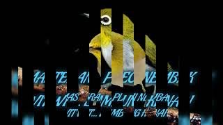 Download lagu MASTERAN...PLECI NEMBAK WITWIT...SAMBUNG KENARI mp3