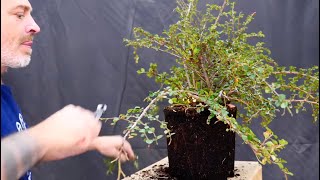 Download lagu Bonsai techniques: Initial styling of a Cotoneaster bonsai by Todd Schlafer mp3 Download lagu Bonsai techniques: Initial styling of a Cotoneaster bonsai by Todd Schlafer mp3