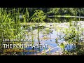 The Pond Habitat - Exploring Habitats