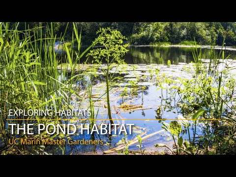 The Pond Habitat - Exploring Habitats