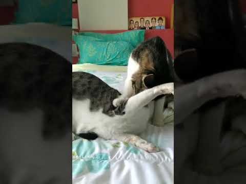 cats play fight