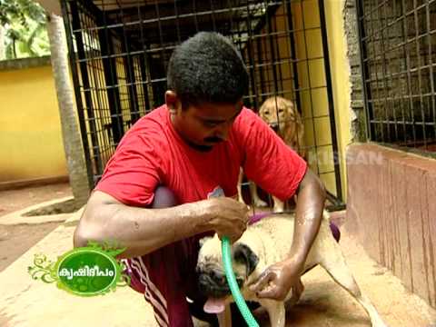 Success story of dog keeping as a business enterprise of a young man.