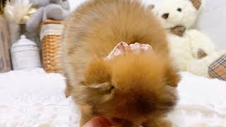 ポメラニアンの動画01