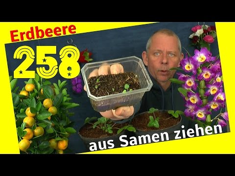 Das Ekzem beim Kind und das Birkenpech Der Meerkohl. Die Schuppenflechte