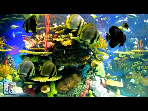 Stunning Coral Reef Aquarium & The Best Relaxing Music  🐟