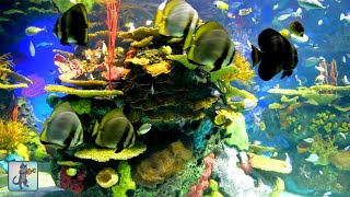 Stunning Coral Reef Aquarium & The Best Relaxing Music  🐟