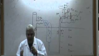 8) Dr.Ibrahim 05/03/2015 [ Glucose Titration curve - Water reabsorption ]