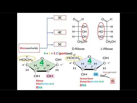 S01E06 Monosaccharides with  mnemonics
