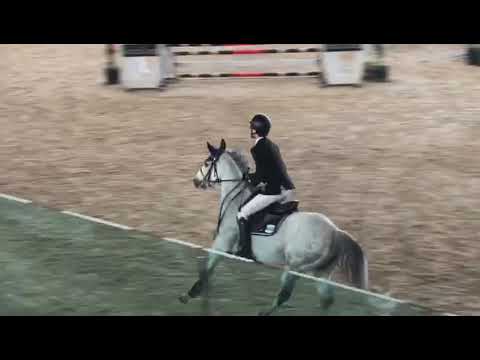 Mare French Saddle Pony For sale 2015 Grey