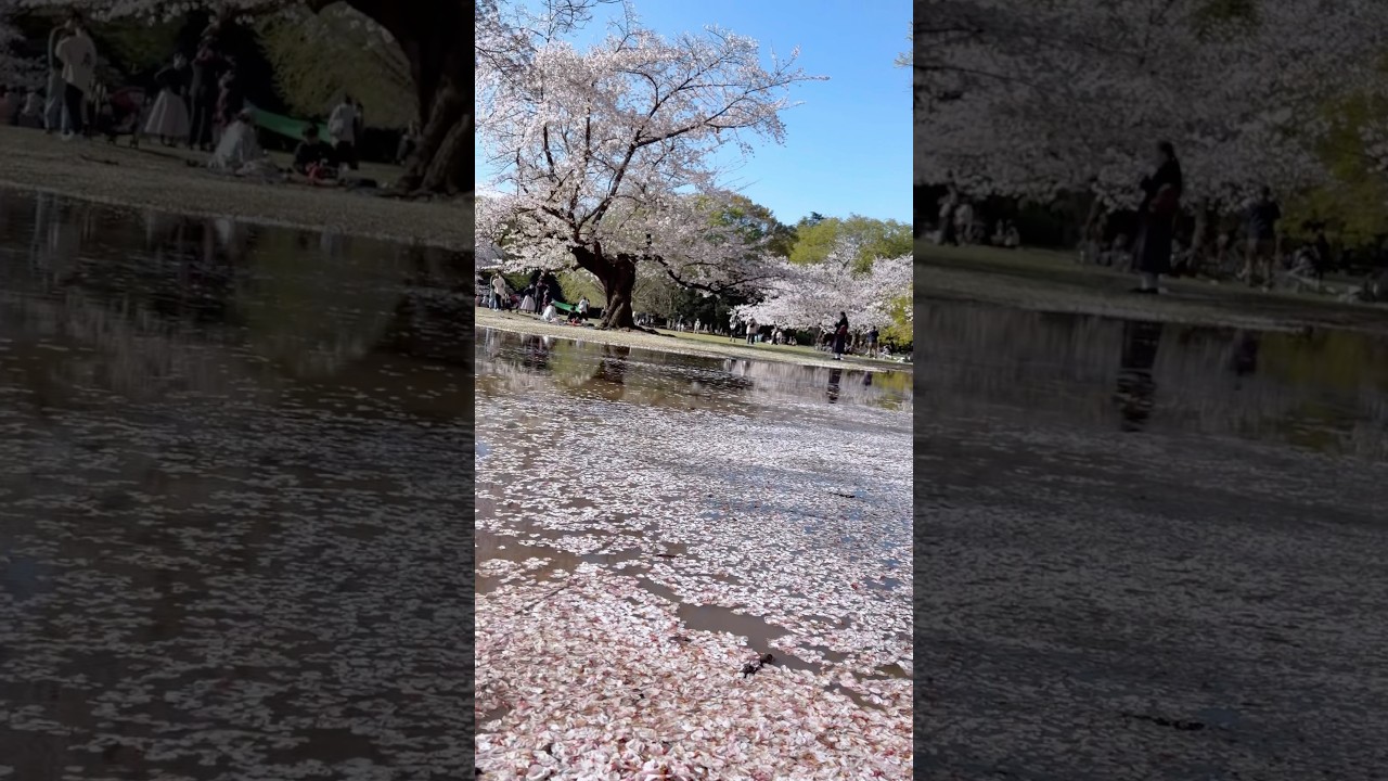 桜吹雪と花筏　#桜吹雪　#花筏　#sakura