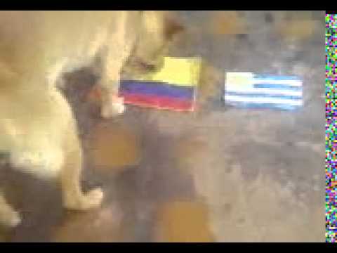 PREDICCIÓN DE PARTIDO COLOMBIA VS URUGUAY (NATASHA) 2PARTE