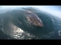 Huge Great White Shark circles the boat and feeds ...