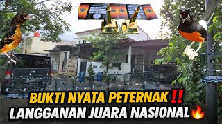 Download lagu THE SECRET TO SUCCESS‼️ MURAI BATU BREEDERS ARE REGULARLY CHAMPIONS OF NATIONAL EVENTS & ALBINO K... mp3