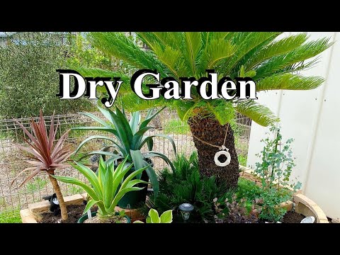 園芸 ヤシの木、バナナの木、ソテツ