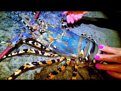 On a full moon night, lobsters and crabs gather at the beach!