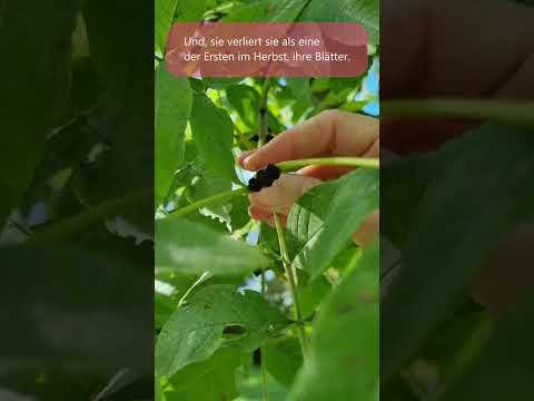 Esche - Fraxinus excelsior - Nächster Baum für MeriKin by Nature