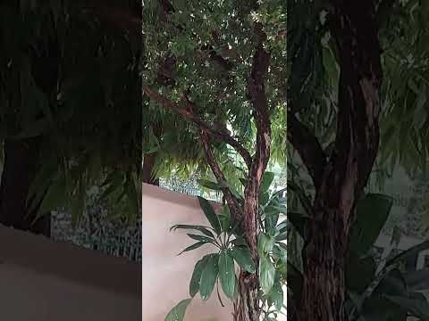 beautiful flowers Madhu Malini flower plant 🌸🌸