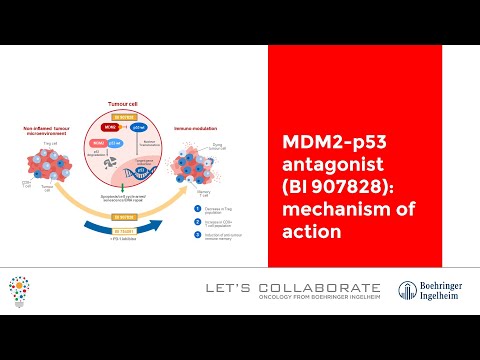MDM2-p53 antagonist (BI 907828): mechanism of action
