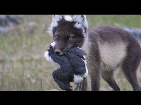 Fox Feasts on Baby Guillemots | Nature's Great Events | BBC