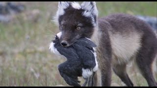 Fox Feasts on Baby Guillemots | Nature&#39;s Great Events | BBC