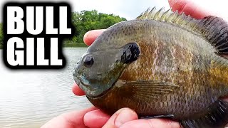 I LOVE Catching Bluegill Like THIS (Ultralight Fishing for BULLGILL)