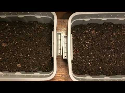 The European Night Crawlers Get New Digs