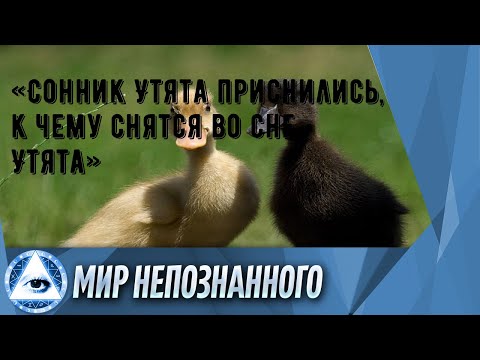 «Сонник Утята приснились, к чему снятся во сне Утята»