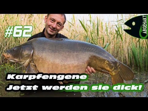 ABGEHAKT #62: KARPFENGENE - JETZT WERDEN SIE DICK!
