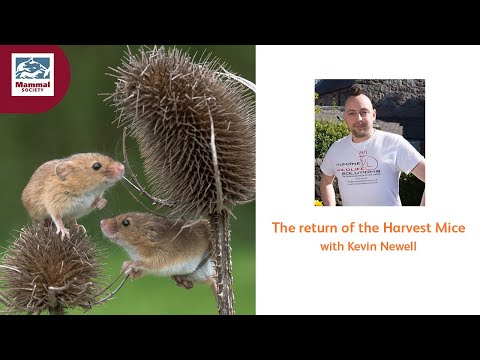 The return of the Harvest Mice with Kevin Newell