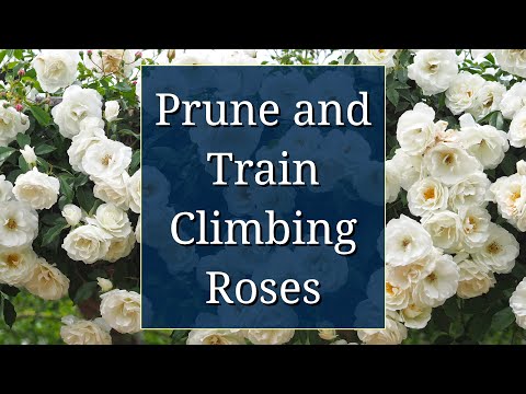 Prune and Train Climbing Roses