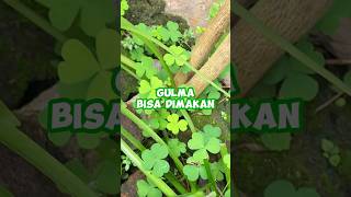 Download lagu Ada yang pernah makan daun semanggi ? mp3