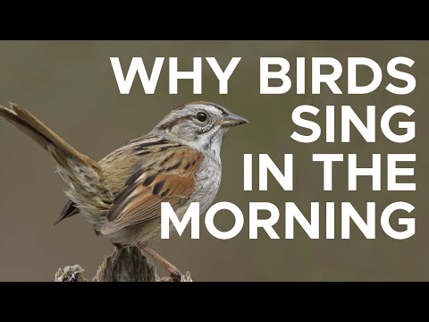 Why Birds Sing Loudly in the Morning | PBS North Carolina