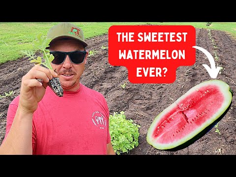 We Planted 170 Year Old Watermelons!