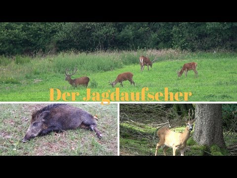 Blattjagd/Feisthirsche und Sommersauen