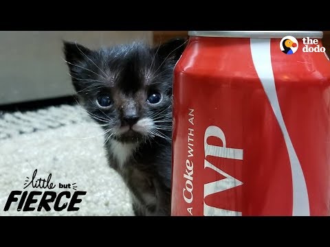 Littlest Kitten Ever Grows Up To Be A Mini Cat | The Dodo Little But Fierce