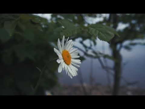 Ardsley Reservoir May 2020
