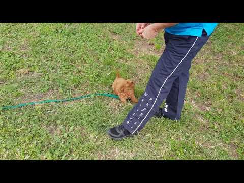Tiny toy Cavoodle puppy - basic training