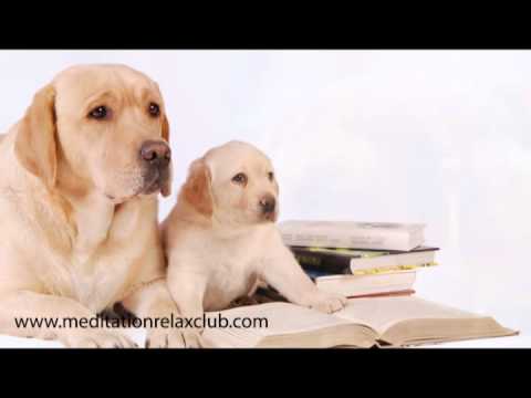 Pet Therapy: Dog Spa with Healing Music for Pet Care and Dog Day Care