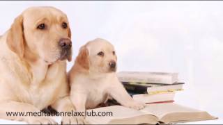 Pet Therapy: Dog Spa with Healing Music for Pet Care and Dog Day Care