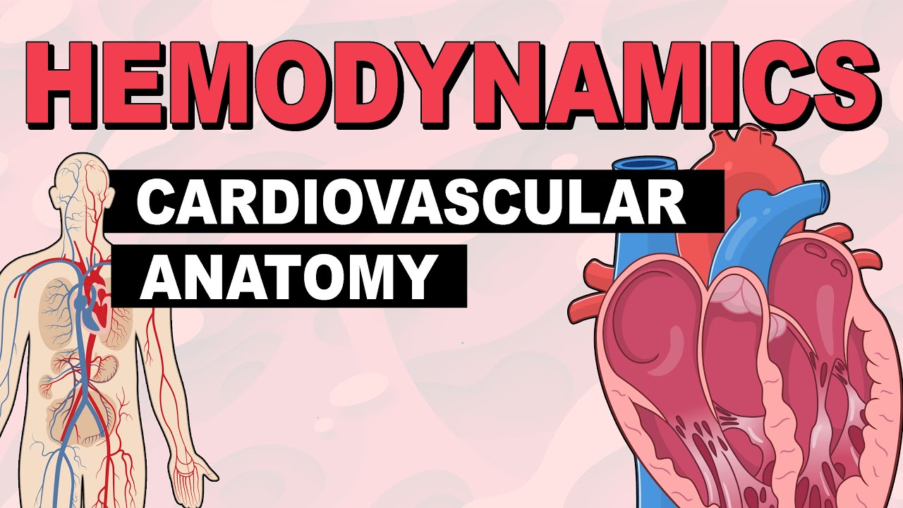 Cardiovascular System Anatomy | Hemodynamics (Part 1)