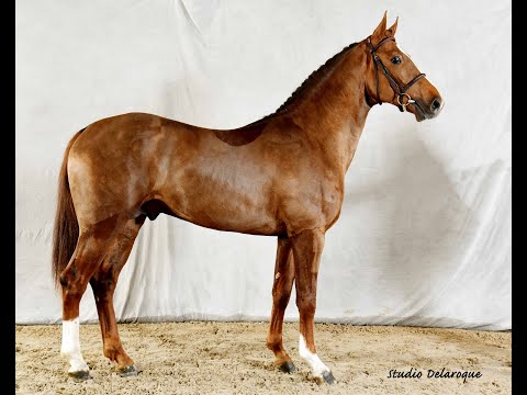 Spencer Van Het Netehof  (Chacfly PS x Darco) 3 years old gelding