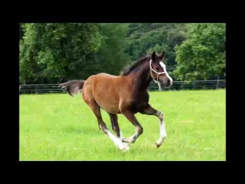 Dt. Reitpony Hengstfohlen, *2014, Noah de Luxe X Der feine Lord
