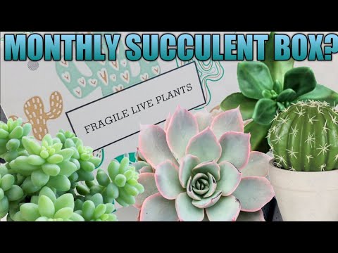 SUCCULENT BOX | BEST PLANT SUBSCRIPTION REVIEW AND UNBOXING