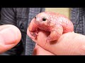 Pink Creature from Down Under! (Rare Turtle Frog)